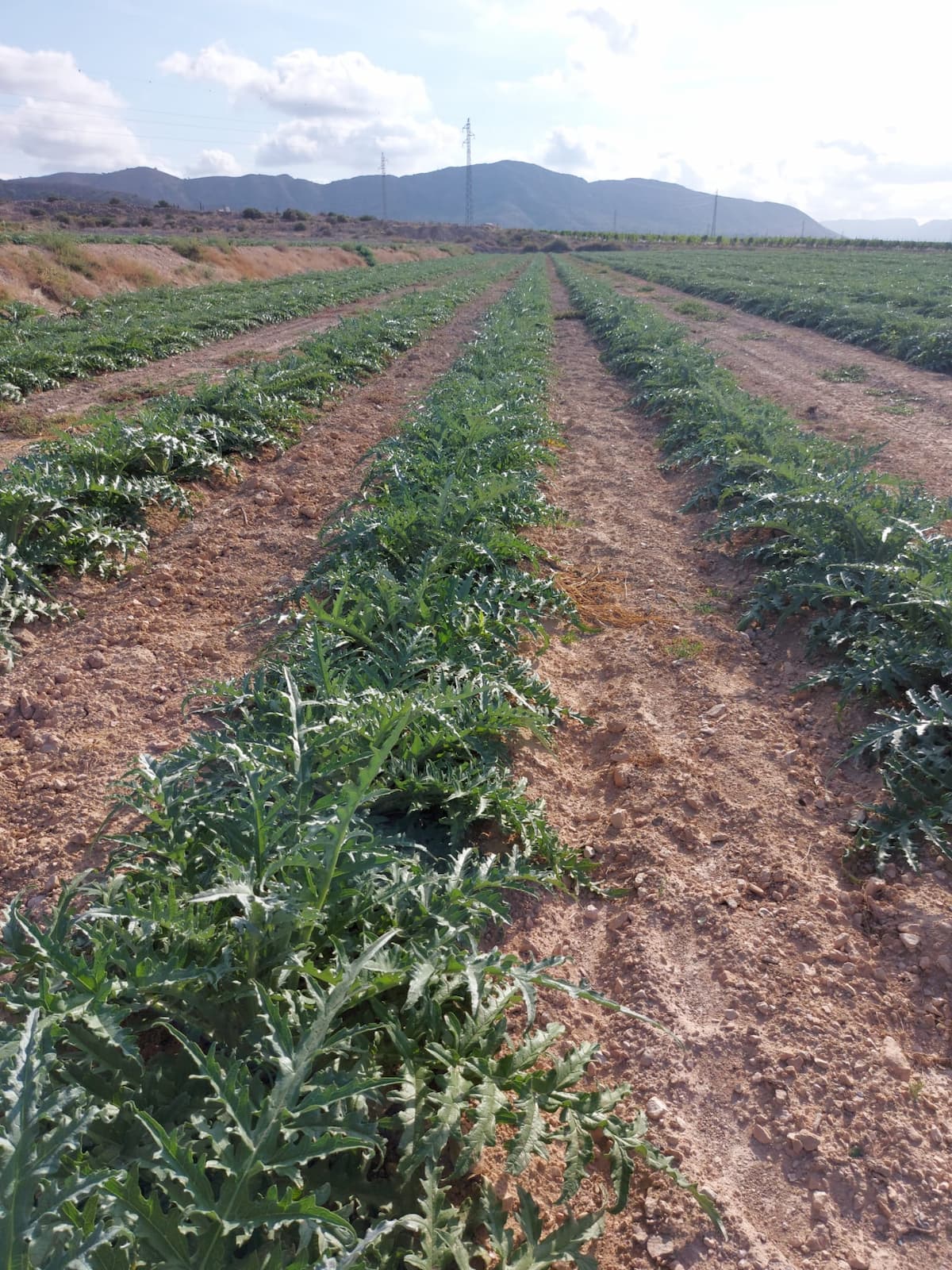 Campo de alcachofas Jopami
