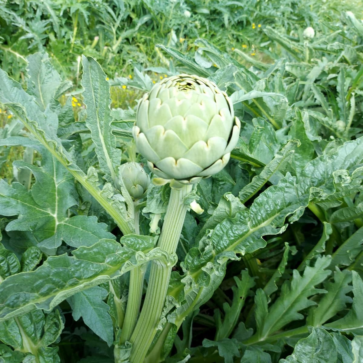 Alcachofa fresca